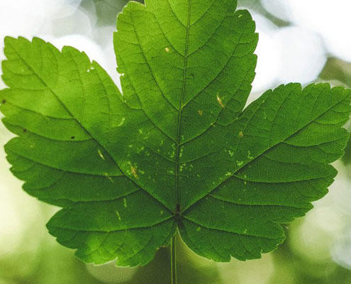 image of a green leaf