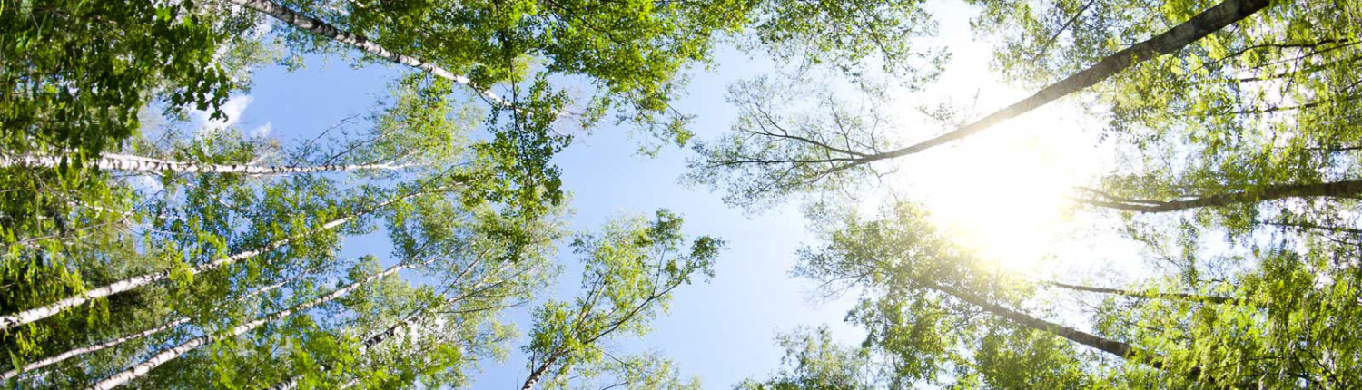looking up through green trees to a blue sky